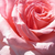 Rózsaszín - Virágágyi floribunda rózsa - Erzsébet királyné emléke